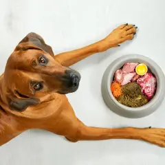 Cane marrone con ciotola di cibo crudo. Attenzione ai sintomi di pancreatite cane: vomito, diarrea, letargia.
