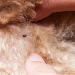 Un acaro sul pelo di un cane, un piccolo parassita da rimuovere.