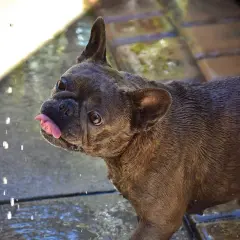 Un bulldog francese con la lingua fuori, bagnato e con un leggero singhiozzo cane, guarda verso la telecamera mentre gocce d'acqua cadono.