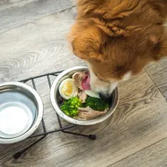 Un cane mangia con gusto cibo caldo fatto in casa: pollo, uova e broccoli in una ciotola.