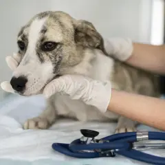 Visita veterinaria per un cane con sospetto tumore. Si escludono cause come flatulenza.