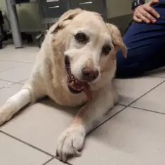 Cane con sindrome vestibolare, sdraiato a terra, con zampe fasciate. Sembra un po' confuso ma si affida alle cure.