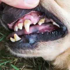 Denti del cane con tartaro visibile. Scopri come togliere il tartaro dai denti del cane per un sorriso sano.