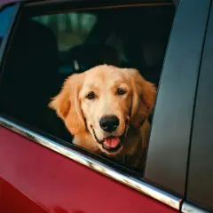 Golden retriever con la testa fuori dal finestrino, pronto per il viaggio. Forse gli serviranno dei farmaci per il mal d'auto cane.