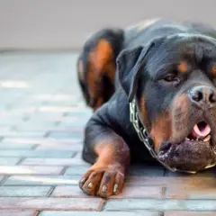 Rottweiler sdraiato a terra, con la bocca aperta e la lingua fuori, potrebbe mostrare sintomi di reflusso.