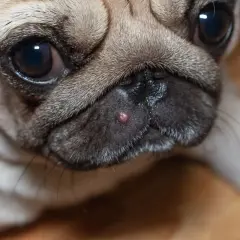 Primo piano di un carlino con un piccolo brufolo sul naso.