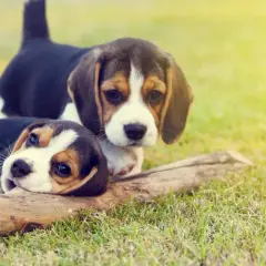 Due cuccioli beagle giocano sull'erba con un bastone. La sverminazione cane è importante per la loro salute.
