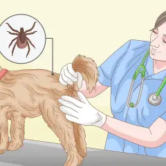 Veterinario mostra come togliere una zecca al cane, evidenziando la bestiola con un ingrandimento.