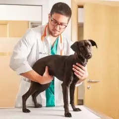Veterinario esamina un cane scuro, forse per una cisti cheratinica.