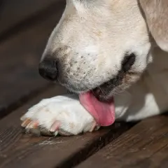 Un cane si lecca le zampe con la lingua rosa su un tavolato di legno.