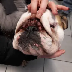 Mani che esaminano il muso di un bulldog, forse per un'infezione da malassezia all'orecchio del cane.