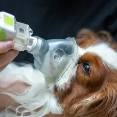 Un cane tossisce come se avesse qualcosa in gola, riceve un trattamento con un inalatore.