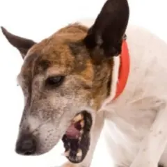 Cane con collare rosso che sembra avere uno starnuto inverso, con la bocca aperta e gli occhi socchiusi.