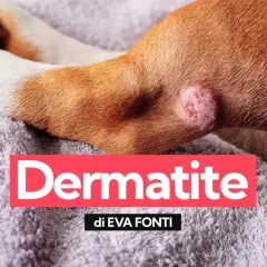Primo piano di una zampa di cane con una lesione cutanea, indicativa di dermatite.