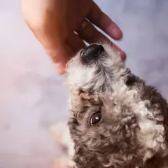 Un cane con pelo riccio riceve una carezza. Forse cerca rimedi per le pulci.
