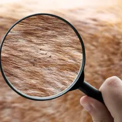 Ingrandimento della pelliccia di un cane rivela la presenza di pulci.