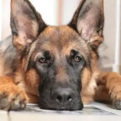 Un cane pastore tedesco con sguardo triste, forse affetto da mielopatia degenerativa, in attesa di un'eutanasia compassionevole.