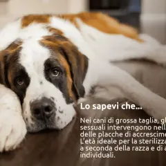 San Bernardo sdraiato, con testo informativo sulla sterilizzazione cane femmina e l'età ideale per l'intervento.