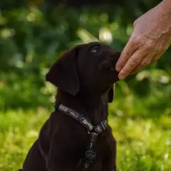 Un cucciolo marrone riceve un cocco al cane da una mano.
