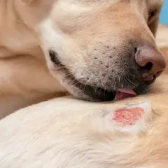 Un cane si lecca una zona arrossata sulla pelle, mostrando un'irritazione cutanea.