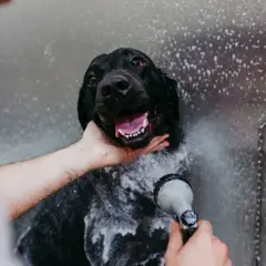 Un cane nero felice viene insaponato e sciacquato. È ora di fare il bagno al cane!