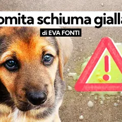 Cucciolo preoccupato accanto a vomito giallo e un segnale di pericolo.