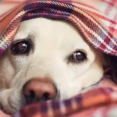Un cane con le orecchie fredde si nasconde sotto una coperta a quadri, con solo gli occhi e il naso visibili.