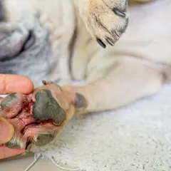 Zampa arrossata e irritata di un cane, possibile sintomo di un cane allergico alle crocchette.