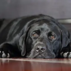 Un cane nero con sguardo triste, sdraiato a terra. Potrebbe mostrare sintomi di cane depresso.