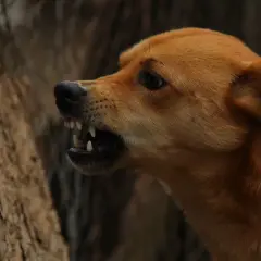 Cane ringhia mostrando i denti. Un segno per capire se un cane ha la rabbia è un comportamento aggressivo e ringhi.