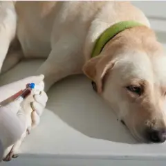 Cane con fosfatasi alcalina alta, sottoposto a prelievo di sangue per analisi.