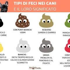 Guida ai tipi di feci canine: quando preoccuparsi se il cane ha la diarrea, feci acquose o con sangue indicano problemi.