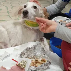 Un cane bianco, con un collare verde e giallo, è sdraiato su un telo. Una mano gli offre un bocconcino, ma il cane non mangia.