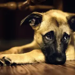 Cane con sguardo triste, forse soffre di insufficienza renale e non beve.