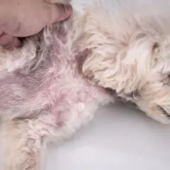Cane con pelo chiaro e pelle arrossata, sintomo di dermatite da acari.