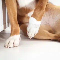 Cosa fare se il cane zoppica? La zampa anteriore è fasciata, suggerendo un infortunio.