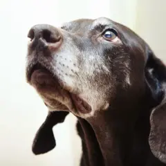 Close-up of a brown dog's face, looking up.