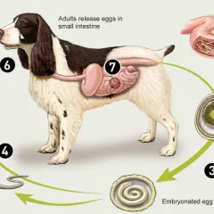 Ciclo di vita dei vermi nel cane cucciolo: uova, larve e topi. Il cane ingerisce uova embrionate che si sviluppano nell'intestino.