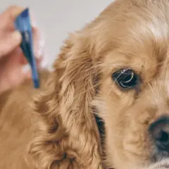 Primo piano di un cane golden retriever a cui viene applicato un antiparassitario. Prevenzione contro l'erlichiosi cane.