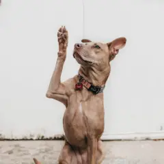 Cane con zampa alzata, sembra chiedere "chi ha un callo sul gomito?".