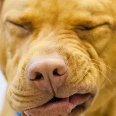 Primo piano di un cane con gli occhi chiusi e un'espressione buffa, forse un po' di naso che cola.