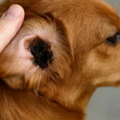 Orecchio di cane con necrosi punta, scuro e sporco. La cura per la necrosi punta orecchie cane è fondamentale per il benessere dell'animale.