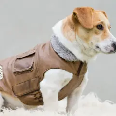 Un cane con giacca in pelle marrone, colletto grigio e distintivo militare. Sembra pronto per un'avventura, forse per cercare ghiaccio ai cani in una giornata calda.