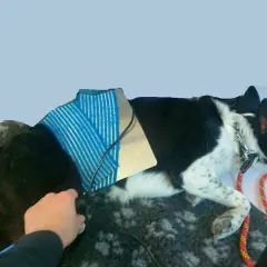Cane con tutore post-operatorio, forse per rottura crociato. Il costo dell'operazione è una preoccupazione per molti proprietari.