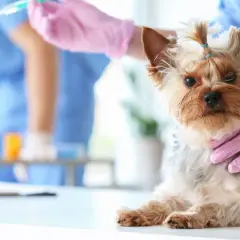 Un yorkshire terrier con il morbo di Cushing, sperando in una cura. Il veterinario prepara un'iniezione.