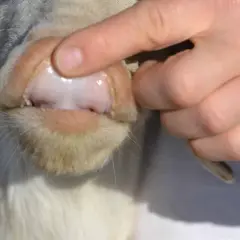 Gengive pallide di un cane, sintomo di anemia. Un dito solleva il labbro per mostrare la mucosa.