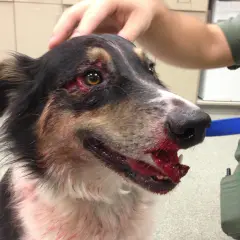 Cane ferito con sangue sul muso e intorno agli occhi. Potrebbe essere un segno di trauma alla colonna vertebrale, ma servono altri sintomi per confermarlo.