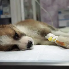 Cucciolo malato con flebo, uno dei parvovirosi cane sintomi è la letargia.