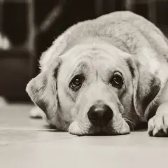 Un cane con sguardo triste, forse soffre di artrite. Le sue zampe sono distese, il muso appoggiato a terra.
