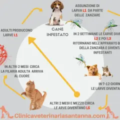 Ciclo della filaria nel cane: le zanzare trasmettono larve L1, che si sviluppano in L3 e poi L4, fino a raggiungere il cuore del cane.